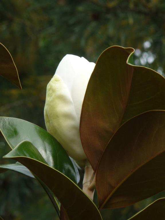 Magnolia Petal Bed & Breakfast Ganges Eksteriør bilde